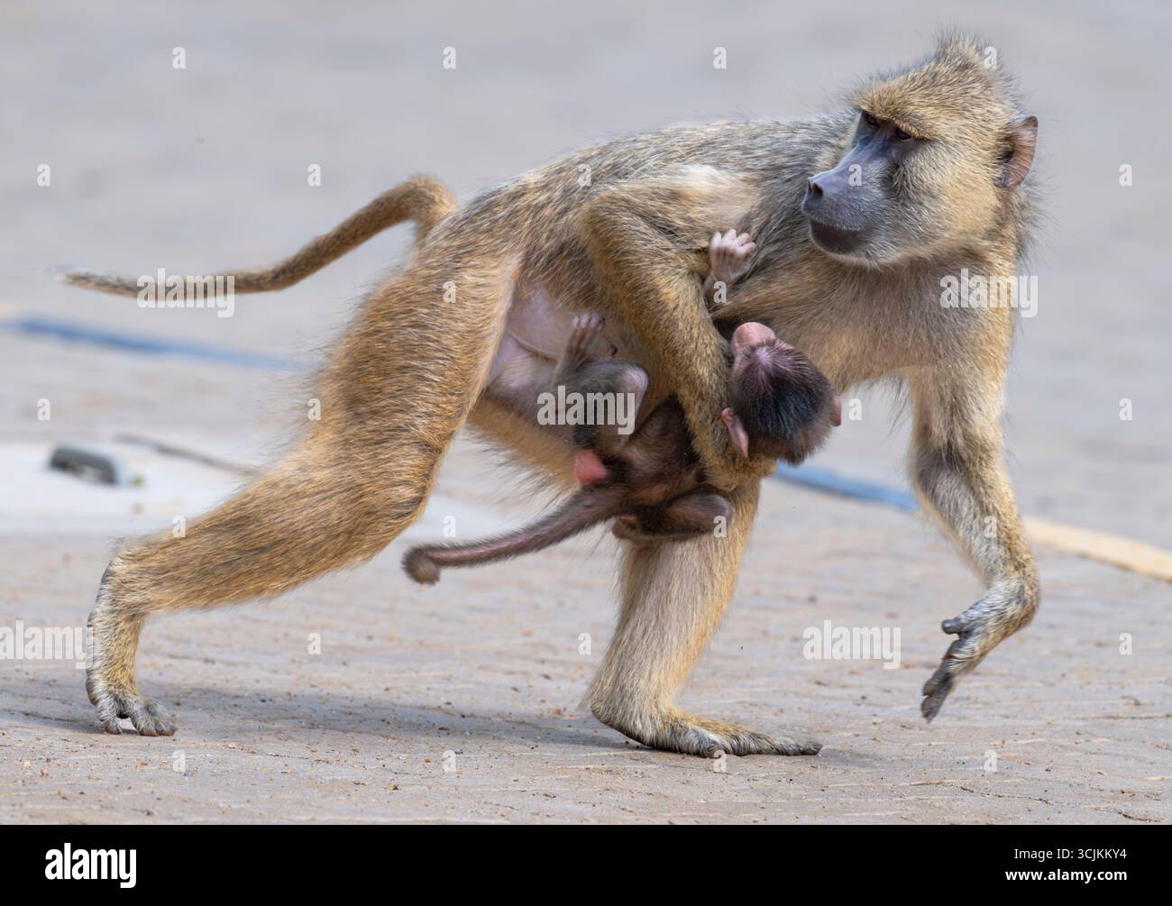 Weiblicher gelber Pavian (Papio cynocephalus), der mit Säugling in Eile über die Straße läuft, Shimoni, Kenia Stockfoto