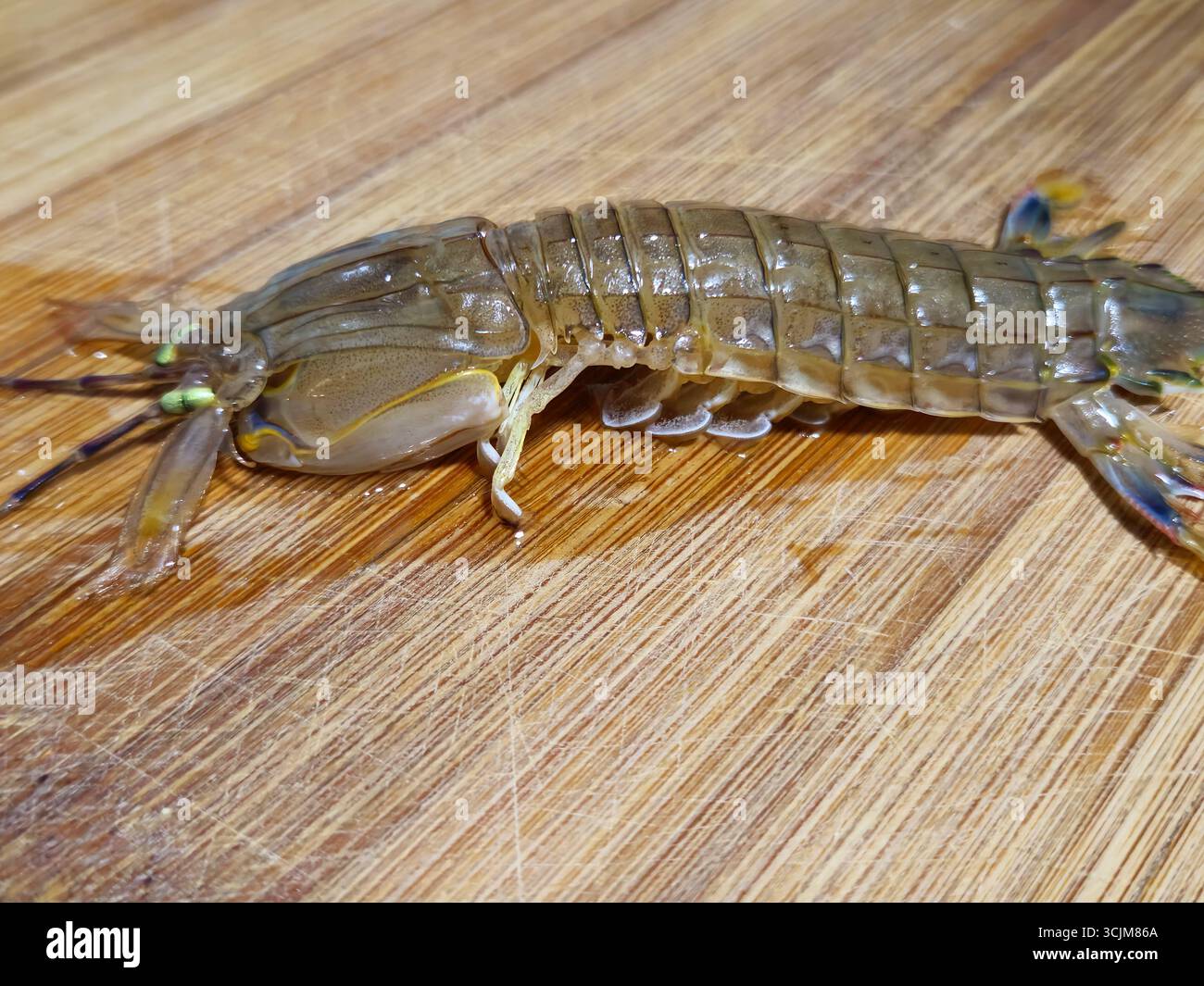 Rohe Mantis Shrimp auf hölzernem Schneidebrett, Nahaufnahme Stockfoto