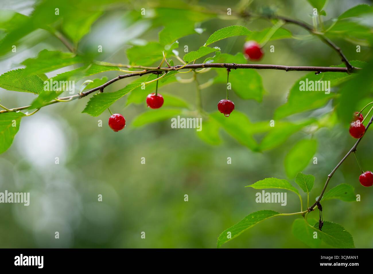 Kirschzweig mit Früchten nach Regen. Kirschzweig mit Regentropfen, Hintergrund. Süße Kirsche (Prunus avium). Zweig mit Reifen Früchten auf einem Baum. Stockfoto