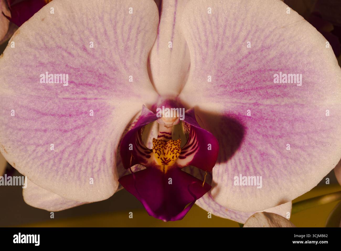 Feine Details des Stilllebens der einzelnen Orchideenblüten mit Details zu Form, Linien, Mustern und satten Farben von Blau bis weiß bis Violett bis Gelb, Stockfoto