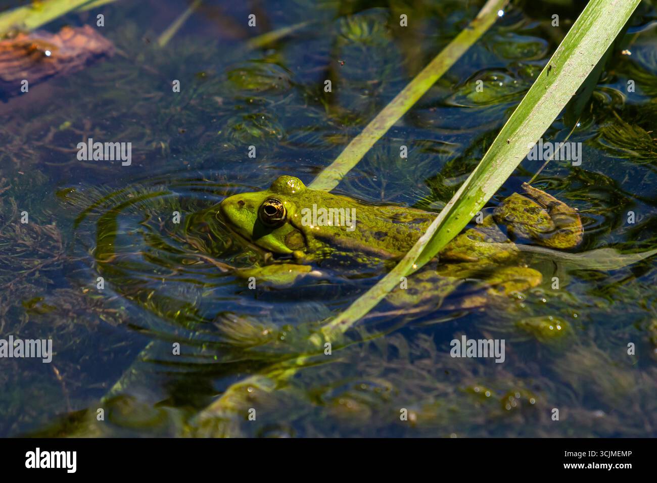 Ein grüner Frosch ist teilweise in einen ruhigen Teich getaucht, dessen Körper an einem sonnigen Tag inmitten üppiger, grüner Wasserpflanzen ausstrahlt. Stockfoto