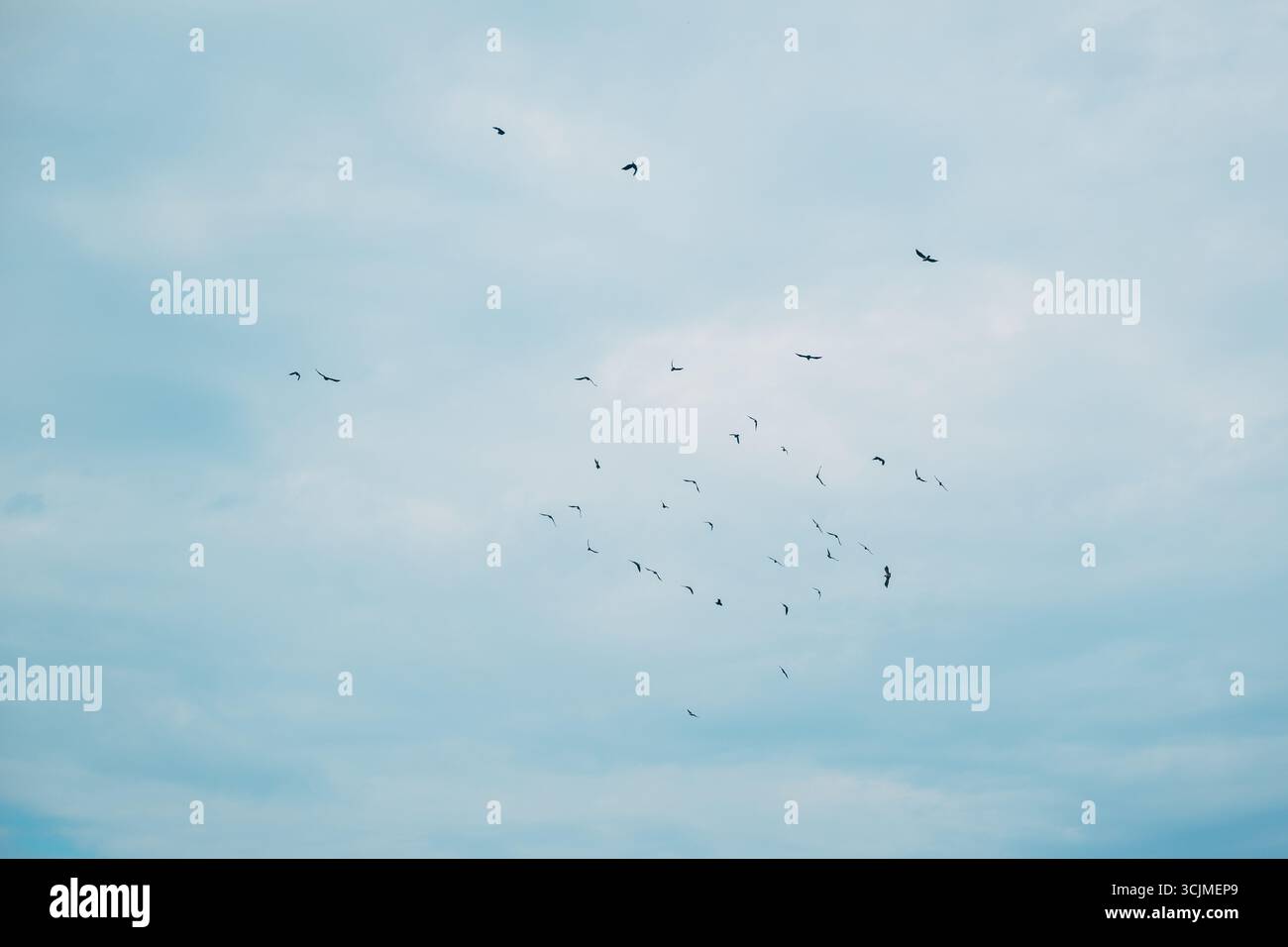 Vogelschar, die bei Tageslicht über den offenen Himmel fliegen, symbolisiert Freiheit, Migration und Natur in Bewegung. Flachwinkelansicht. Stockfoto