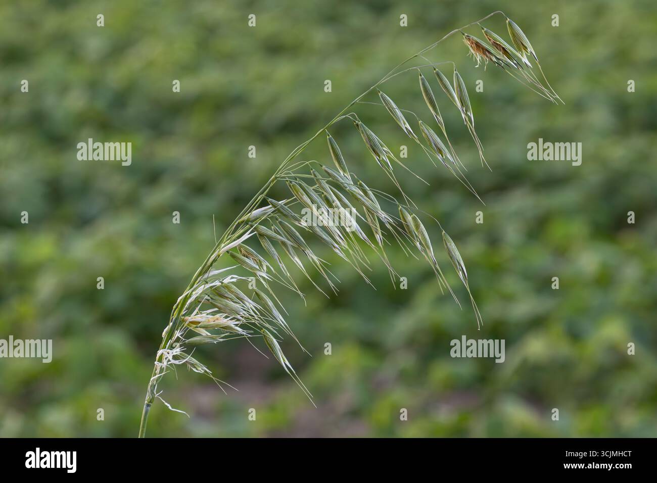 Der Wildhafer Avena fatua zeigt seinen schlanken Stamm und ist vor einem Hintergrund lebendiger grüner Vegetation, die ein gesundes Wachstum während der Zeit anzeigt Stockfoto