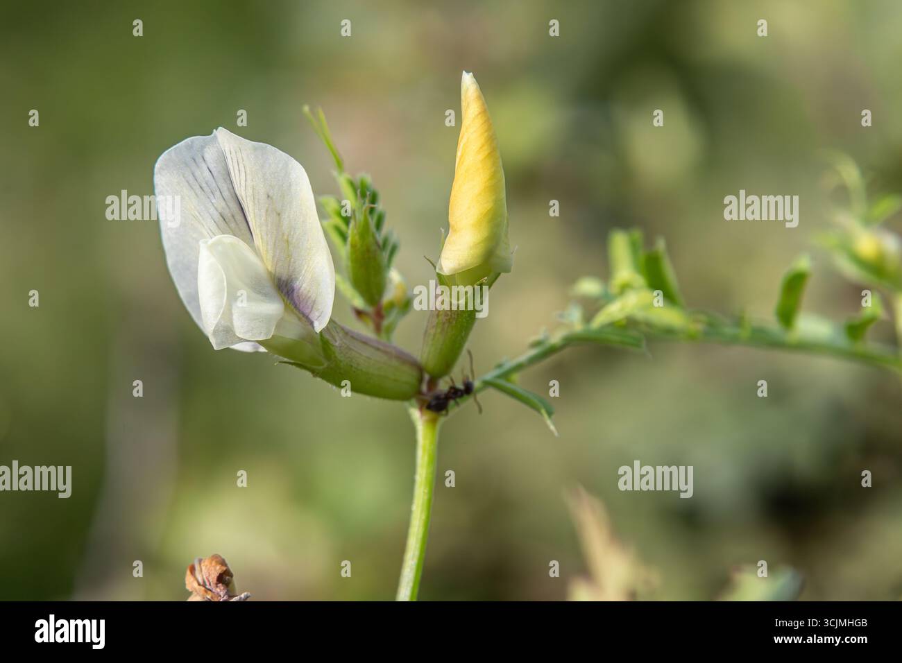 Die feinblättrige Wicke zeigt ihre zarten weißen Blüten neben frischen grünen Blättern, die während der lebhaften Frühlingssaison in einer natürlichen Umgebung gedeihen. Stockfoto