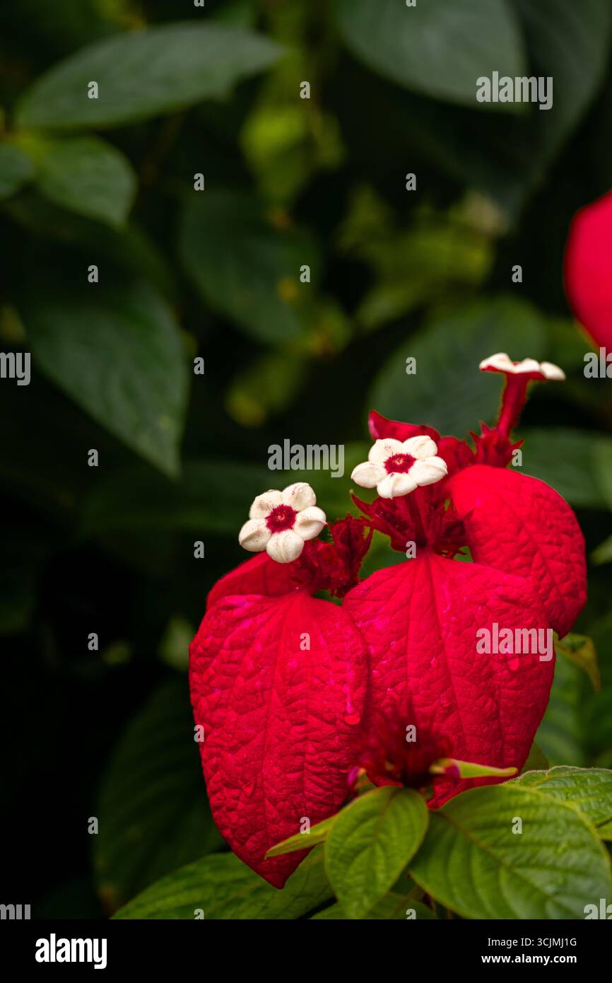 Schöne blühende rote Mussaenda. (Mussaenda philippica oder Mussaenda erythrophylla) Blumen im Garten mit grünen Blättern Hintergrund. Dies ist häufig der Fall Stockfoto