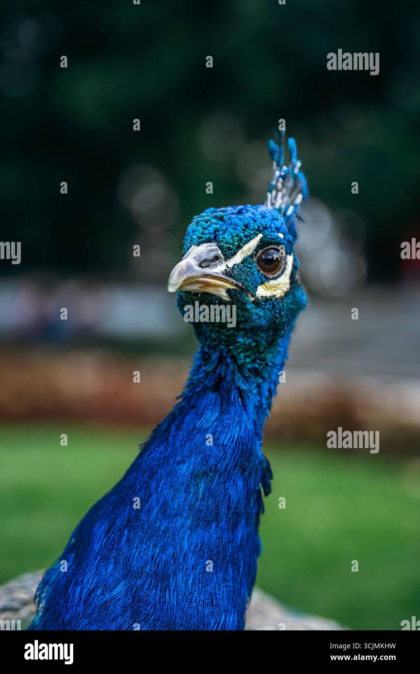 Nahaufnahme Porträt von Kopf und Hals Eines Pfaus mit leuchtendem blauem Gefieder. Detaillierte Federn, auffällige Augen, natürliche Schönheit, Tierfotografie Stockfoto