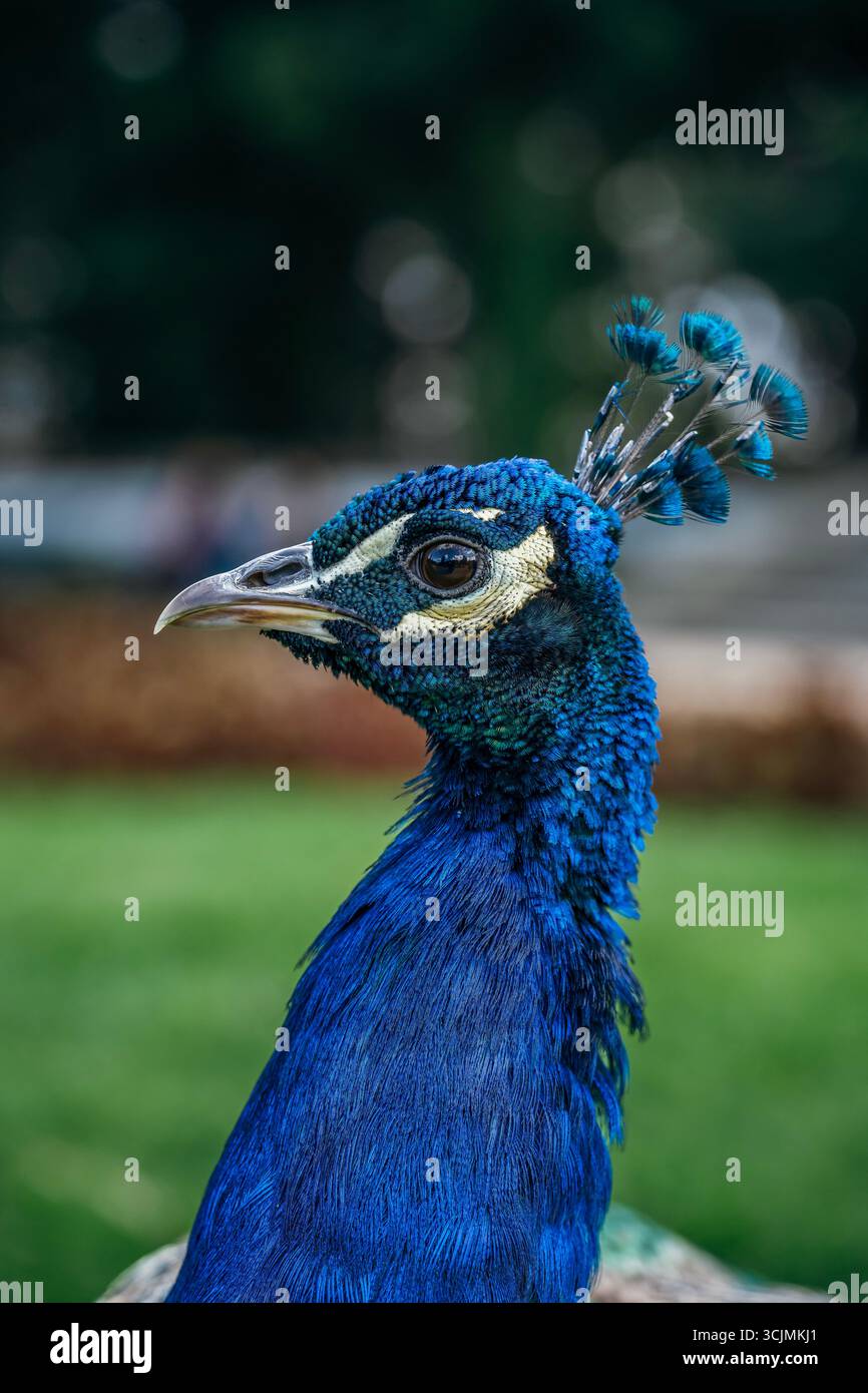 Majestätisches Pfauenkopf- Und Halsdetail Mit Leuchtenden Blauen Federn Und Wappen. Tierporträt, natürliches Licht, Nahaufnahme, Vogelperspektive Stockfoto