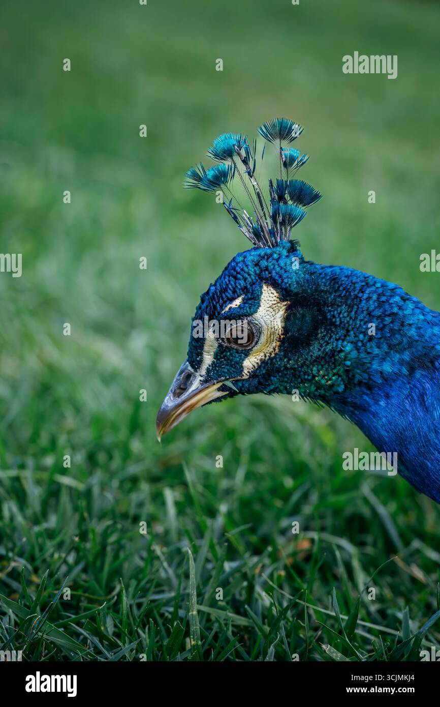 Peacock Head Nahaufnahme mit leuchtenden blauen Federn und markantem Wappen vor grünem Grashintergrund. Wildtier-Porträt, detailgetreu, natürliches Licht Stockfoto
