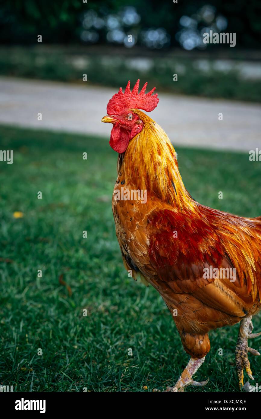 Majestätischer Hahn mit feurigem rotem Kamm und goldenen Federn auf Einem Grasrasen. Tierporträt, leuchtende Farben, detailreiches Gefieder, natürliches Outdoor-Design Stockfoto