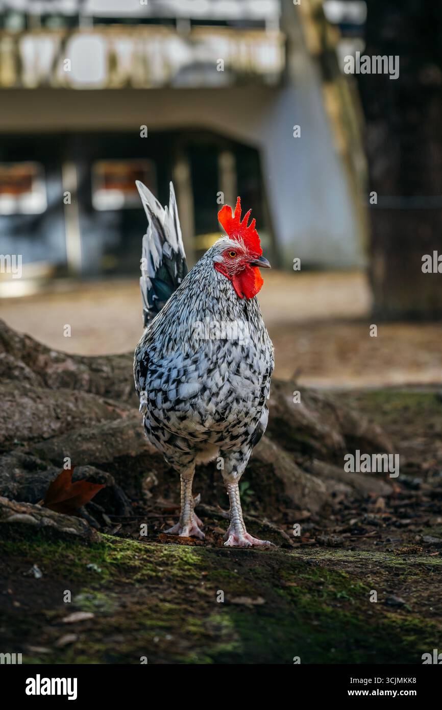 Ein selbstbewusster schwarz-weiß gesprenkelter Hahn, der inmitten von Baumwurzeln steht. Geflügel, Nutztier, leuchtender roter Kamm, natürliches Licht Stockfoto