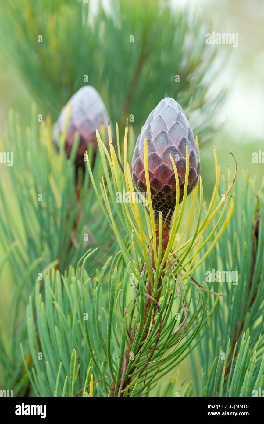 Blütenknospen des kleinen Pine Sugarbus, Protea aristata, Pinienkerzuckerhüschen Stockfoto