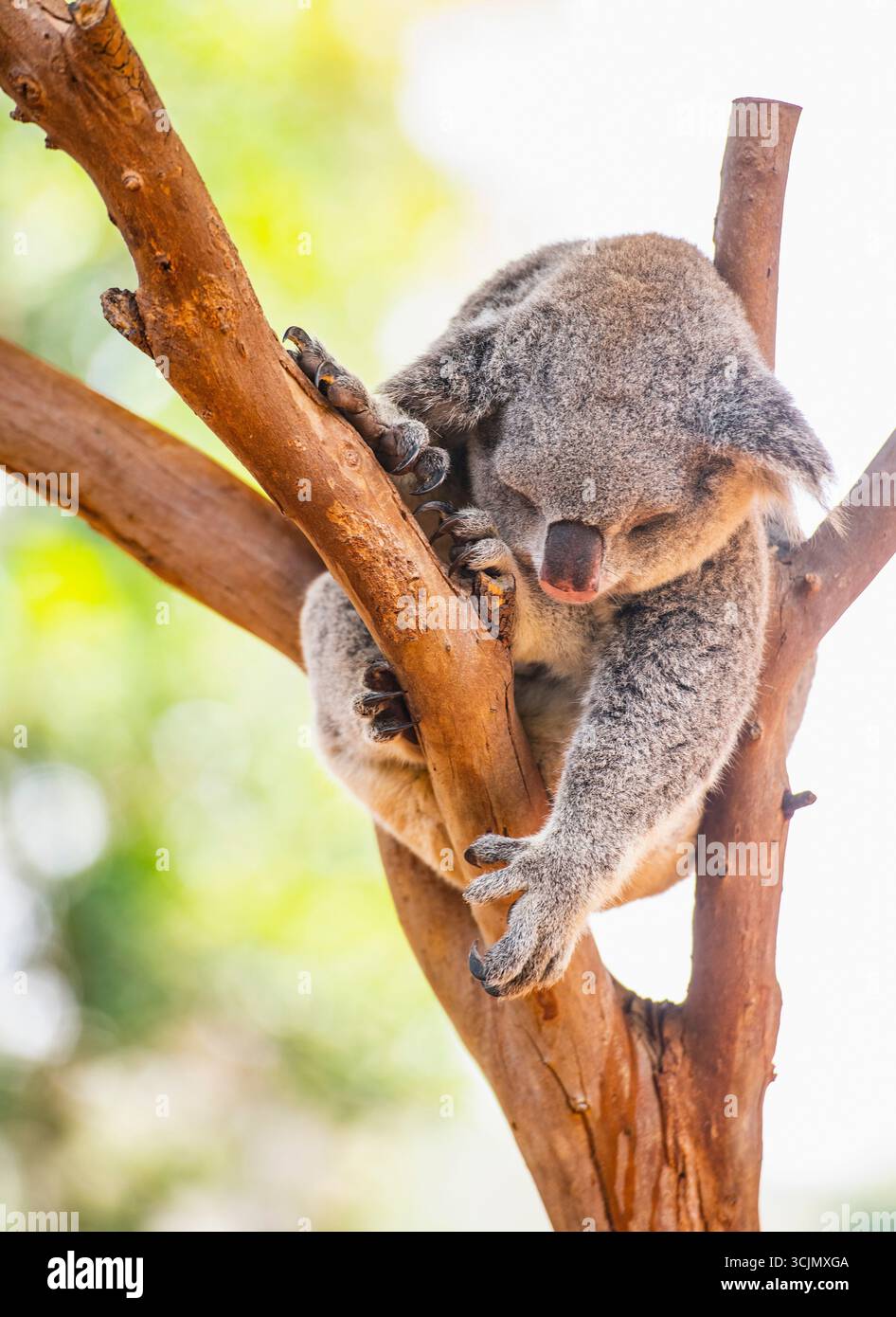 Ein Koala, der in einem Baum in New South Wales schläft Stockfoto