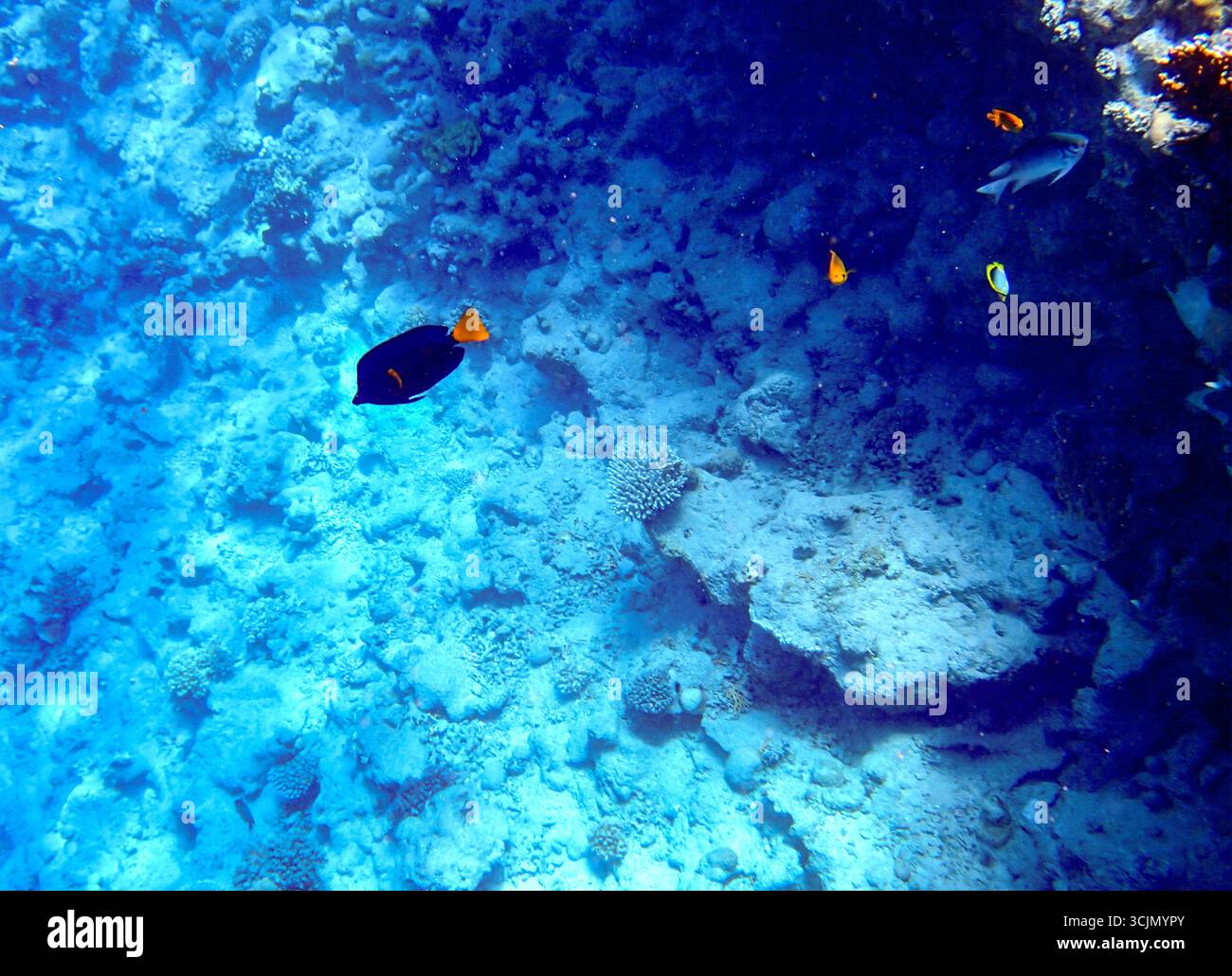 Fische im Korallenriff unter Wasser. Meerestiere im Lebensraum des blauen Ozeans mit aquatischer Artenvielfalt, tropischem klarem Wasser, farbenfroher exotischer Meereslandschaft und nat Stockfoto