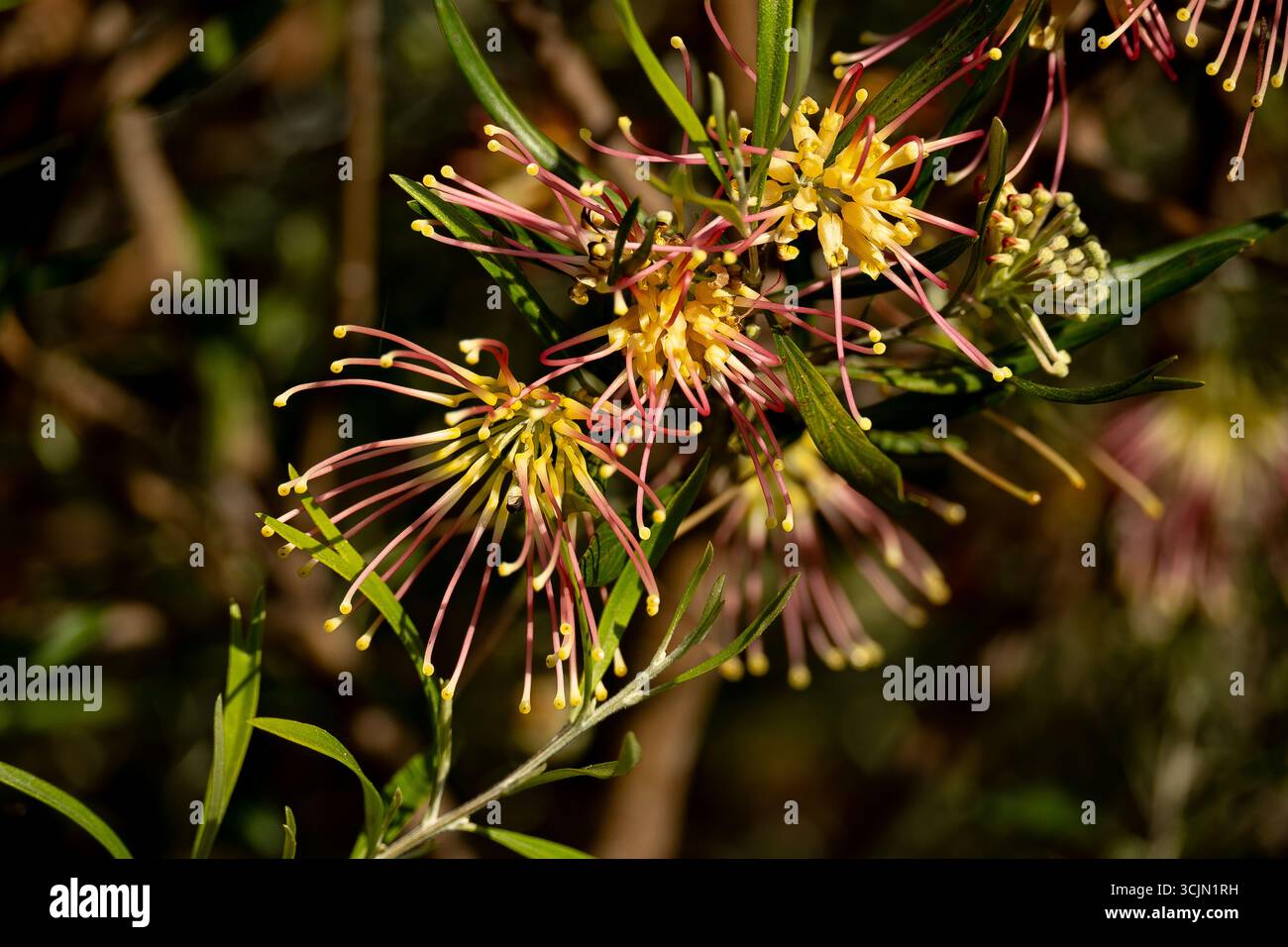 Eine Gruppe von gelben und rosa Grevillea Olivacea Blüten in dichtem buschigem, einheimischen australischen Sträucher im Queensland Garten. Beliebt bei Honigfressern Vögeln. Stockfoto