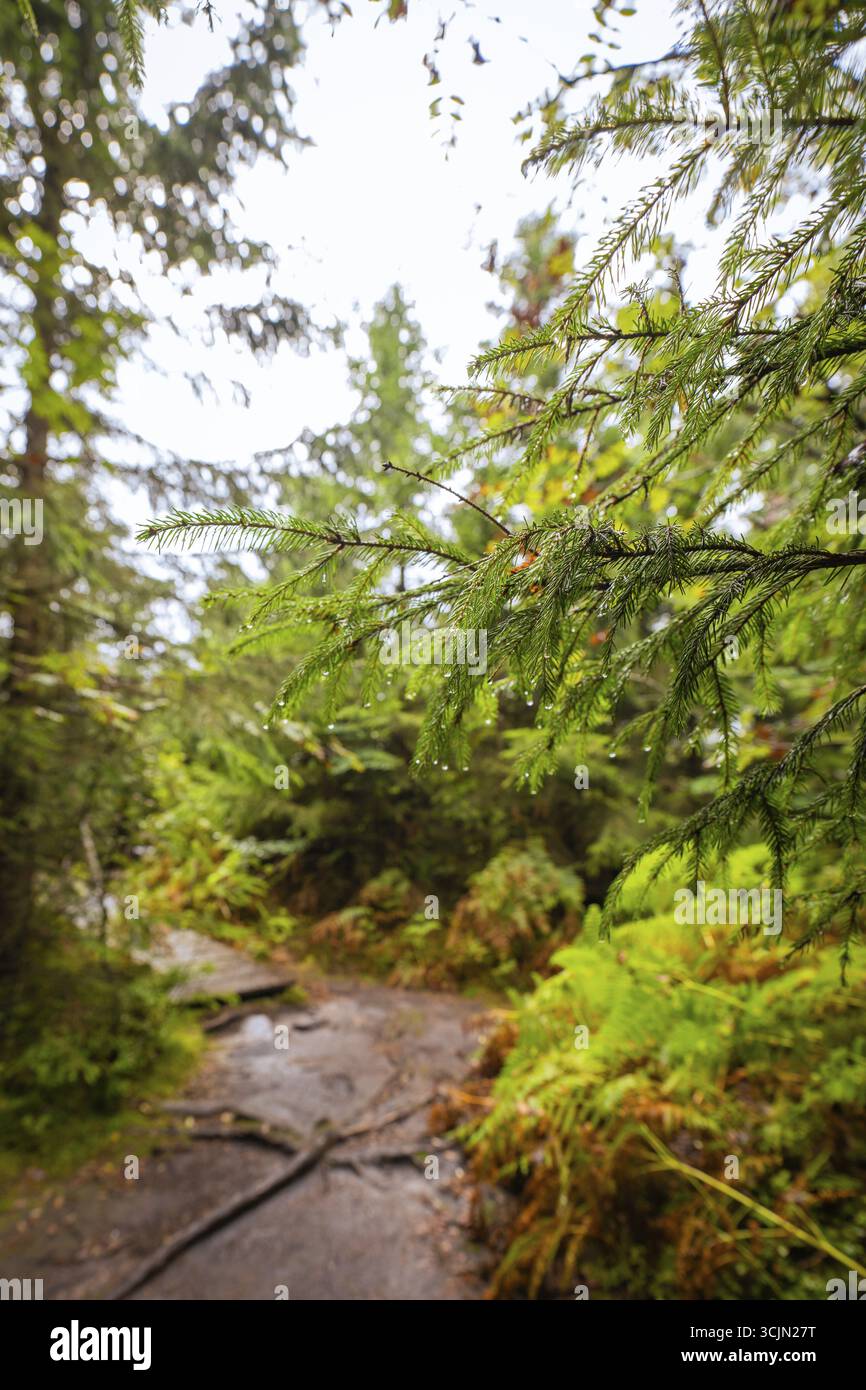 Ein ruhiger Waldweg umgeben von grünen Bäumen und feuchten Ästen, Lotharpfad, Schwarzwald, Deutschland Stockfoto