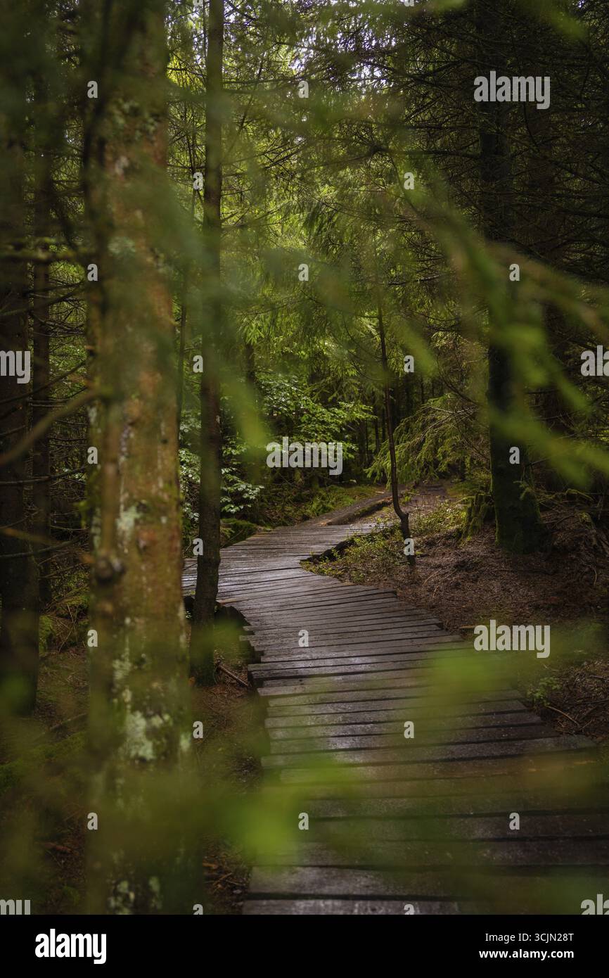 Ein schmaler Holzweg führt durch einen dichten, grünen Wald, Lotharpfad, Schwarzwald, Deutschland Stockfoto
