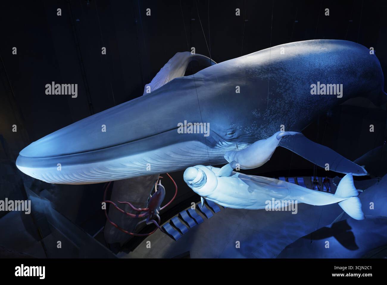 Blauwal (Balaenoptera musculus) und Belugawal, Weißwal (Delphinapterus leucas), Nachbildung im Maßstab 1:1, Ozeaneum, Natukundemuseum, Museumsvorführung Stockfoto