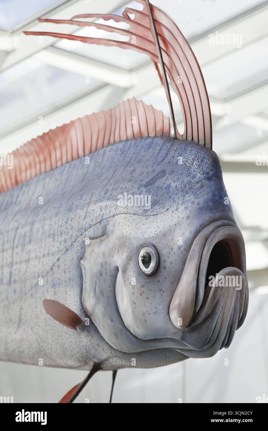 Portrait Ruderfisch (Riesenruderfisch) Replik im Maßstab 1:1, Ozeaneum, Natukundemuseum, Museum, das die Unterwasserwelt der kalten Meere zeigt, Eröffnung 1 Stockfoto