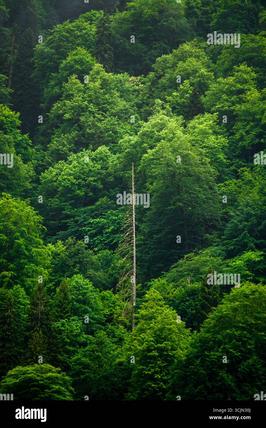 Atemberaubender Wald- und Flussblick auf die Schwarzmeerregion Karadeniz im Norden der Türkei Camlihemsin Cat Village in Rize Türkei Stockfoto