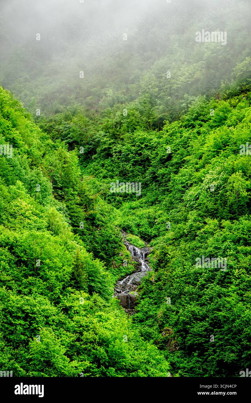 Atemberaubender Wald- und Flussblick auf die Schwarzmeerregion Karadeniz im Norden der Türkei Camlihemsin Cat Village in Rize Türkei Stockfoto