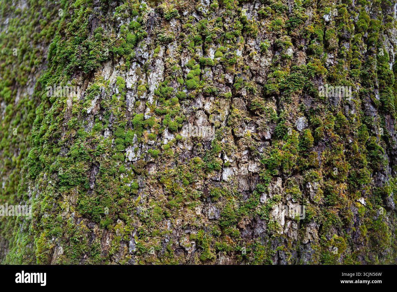 Moos auf der Rinde einer großen Eiche Stockfoto