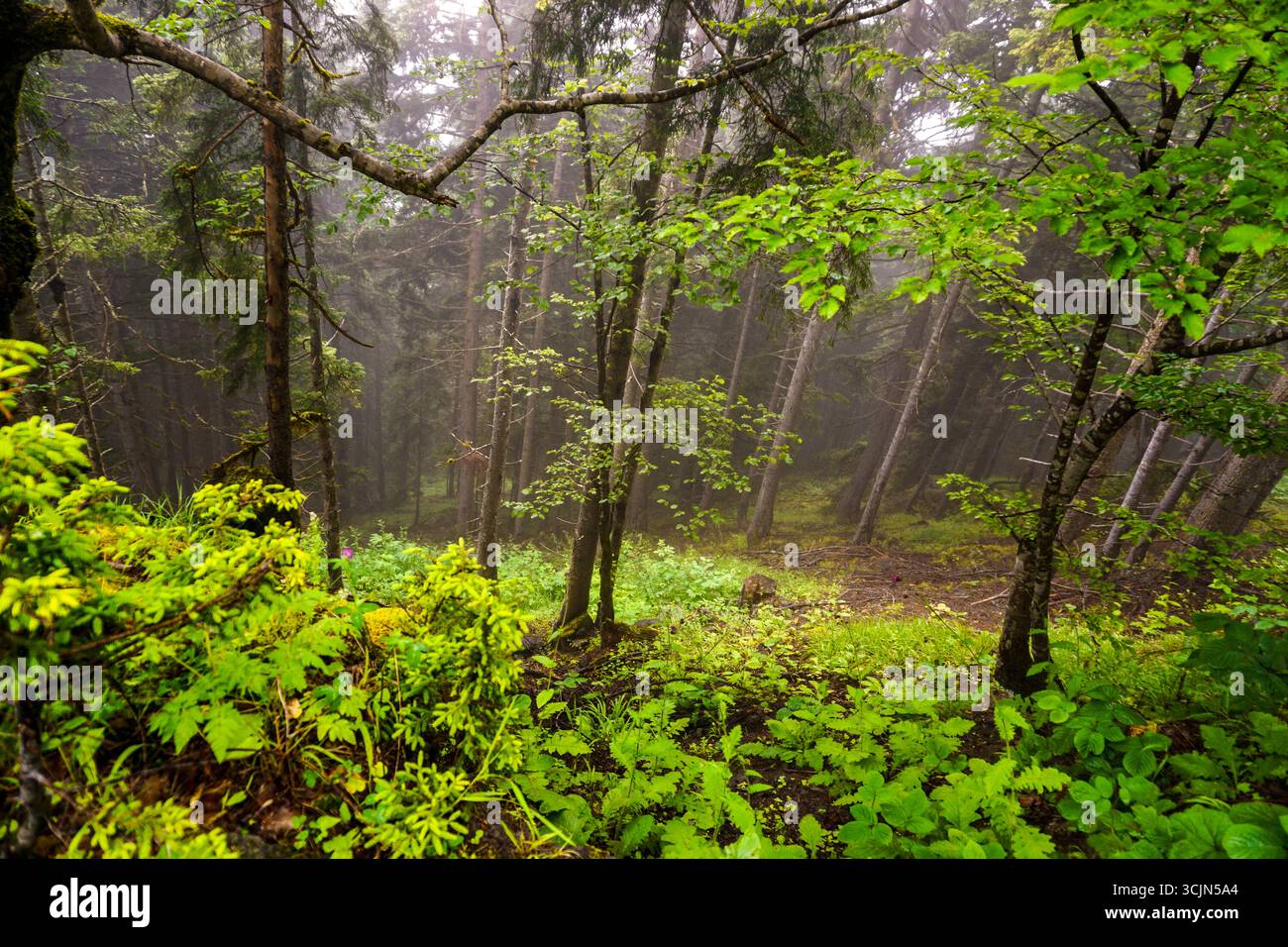 Atemberaubender Wald- und Flussblick auf die Schwarzmeerregion Karadeniz im Norden der Türkei Camlihemsin Cat Village in Rize Türkei Stockfoto