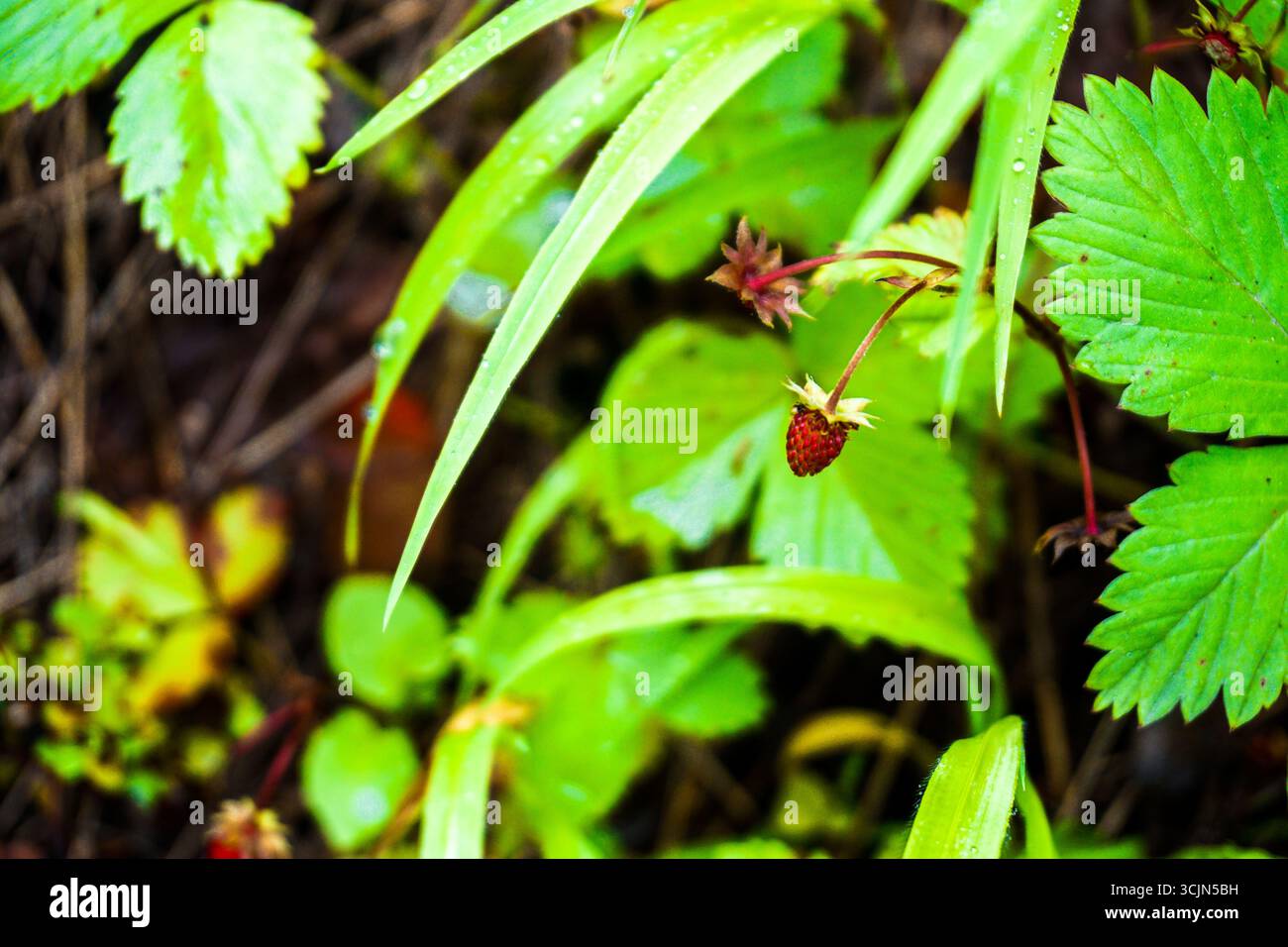 Atemberaubender Wald- und Flussblick auf die Schwarzmeerregion Karadeniz im Norden der Türkei Camlihemsin Cat Village in Rize Türkei Stockfoto