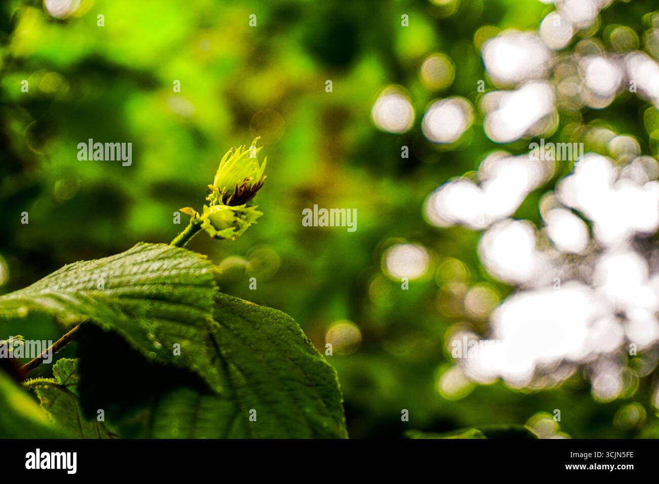 Atemberaubender Wald- und Flussblick auf die Schwarzmeerregion Karadeniz im Norden der Türkei Camlihemsin Cat Village in Rize Türkei Stockfoto