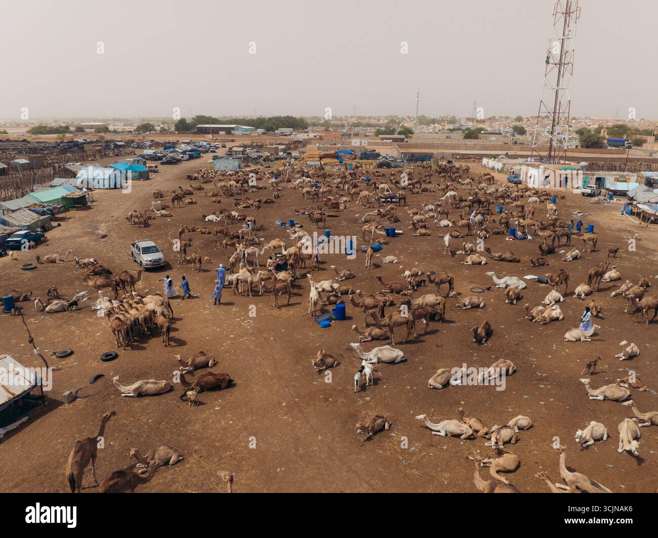 Aus der Vogelperspektive von Kamelen in einem staubigen Markt, einem Teppich aus Braun und Braun unter einem trüben Himmel, Ksar, Nouakchott, Mauretanien. Stockfoto
