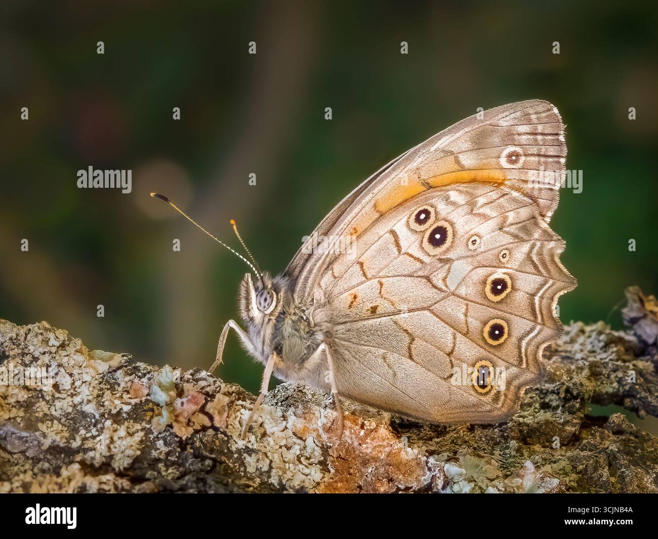Makroaufnahme eines europäischen Pfauenfalters (Aglais io) mit augenähnlichen Flecken auf Flügeln, die auf strukturierter Rinde in einem natürlichen grünen Bokeh-Hintergrund ruhen Stockfoto