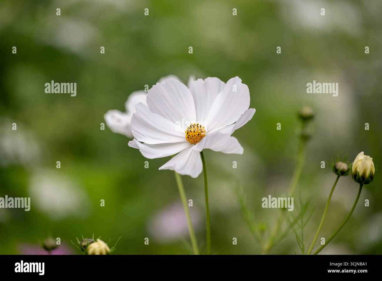 Eine einzelne, perfekt weiße Cosmos (Cosmos bipinnatus) Blume im Fokus vor einem weichen, grünen, unscharfen Hintergrund in einem Sommergarten. Stockfoto