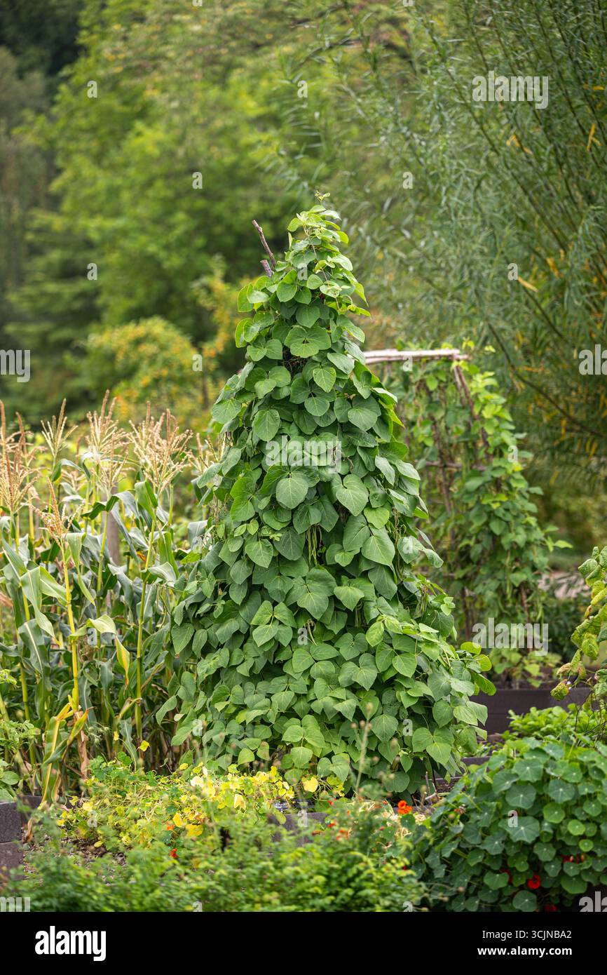 Eine gesunde Kletterbohnenpflanze (Phaseolus vulgaris), die im Sommer in einem Gemüsefleck oder Küchengarten einen Gartenstock aufwächst. Stockfoto