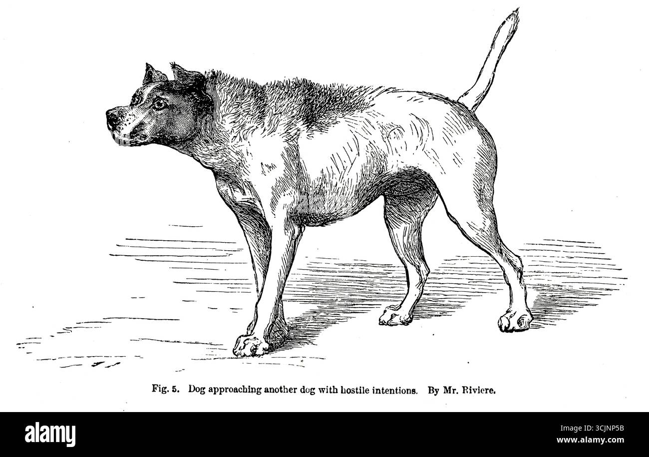Hund nähert sich einem anderen Hund mit feindlichen Absichten aus dem Buch The Expression of the Emotions in man and Animals von Darwin, Charles, 1809-1882 Publikation am 1873 Stockfoto