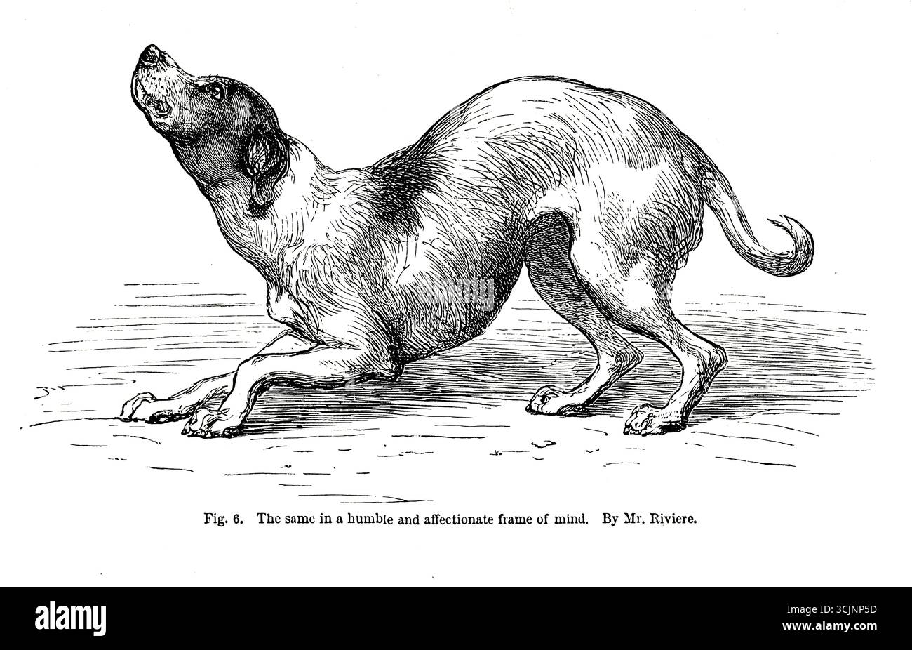 Hund nähert sich einem anderen Hund in bescheidener und liebevoller Geisteshaltung aus dem Buch The Expression of the Emotions in man and Animals von Darwin, Charles, 1809-1882 Publikationsdatum 1873 Stockfoto