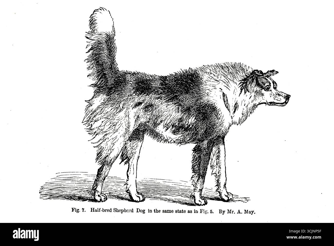 Halbzügiger Schäferhund nähert sich einem anderen Hund mit feindlichen Absichten aus dem Buch The Expression of the Emotions in man and Animals von Darwin, Charles, 1809-1882 Publikation am 1873 Stockfoto