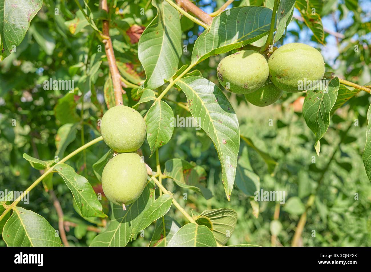 Nahaufnahme von Walnüssen auf einem Baum, selektiver Fokus. Stockfoto