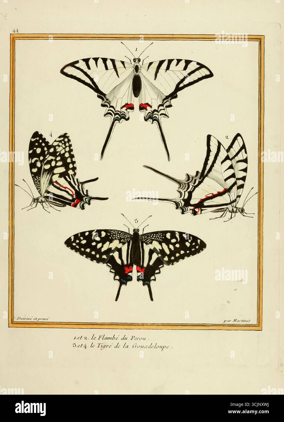 1. Und 2. Die Flamme von Peru. 3. Und 4. Der Tiger von Guadeloupe 1. Et 2. le Flambe du Perou . 3. Et 4. Le Tigre de la Guadeloupe Illustration aus dem Buch „Planches enluminees D'histoire naturelle“ von Nicolas Martinet, Louis-Jean-Marie Daubenton, Edme-Louis Daubenton, Georges-Louis Leclerc, Comte de Buffon, veröffentlicht 1765 in Paris, Frankreich Stockfoto