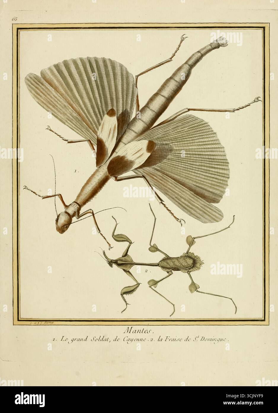 1. Le Grand Soldat de Cayenne 2. La Fraise de St. Dominque Illustration aus dem Buch „Planches enluminees D’histoire naturelle“ (englisch) von Nicolas Martinet, Louis-Jean-Marie Daubenton, Edme-Louis Daubenton, Georges-Louis Leclerc, Comte de Buffon, veröffentlicht 1765 in Paris, Frankreich Stockfoto
