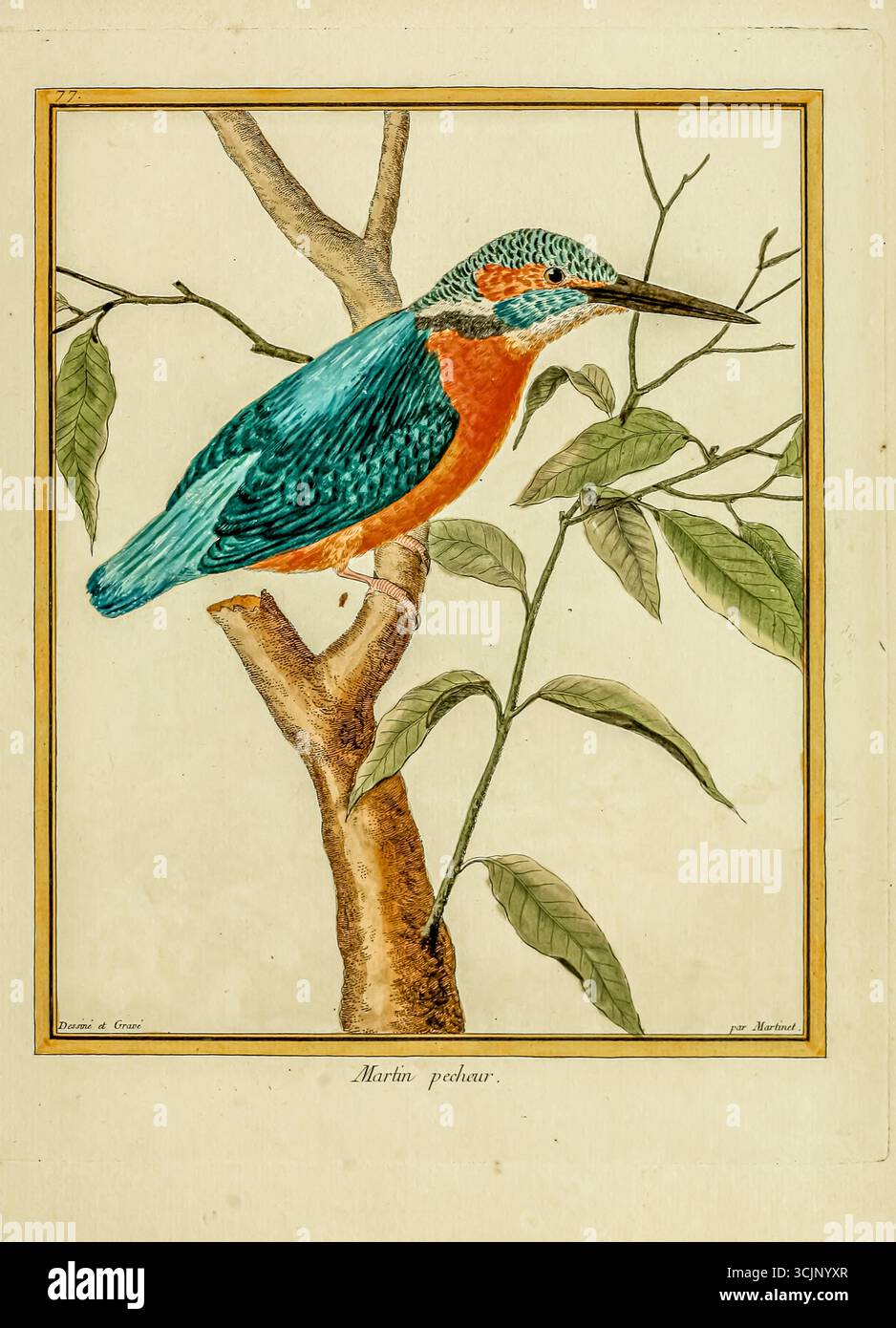 Kingfisher Martin pecheur Illustration aus dem Buch „Planches enluminees D’histoire naturelle“ von Francois Nicolas Martinet, Louis-Jean-Marie Daubenton, Edme-Louis Daubenton, Georges-Louis Leclerc, Comte de Buffon, veröffentlicht 1765 in Paris, Frankreich Stockfoto