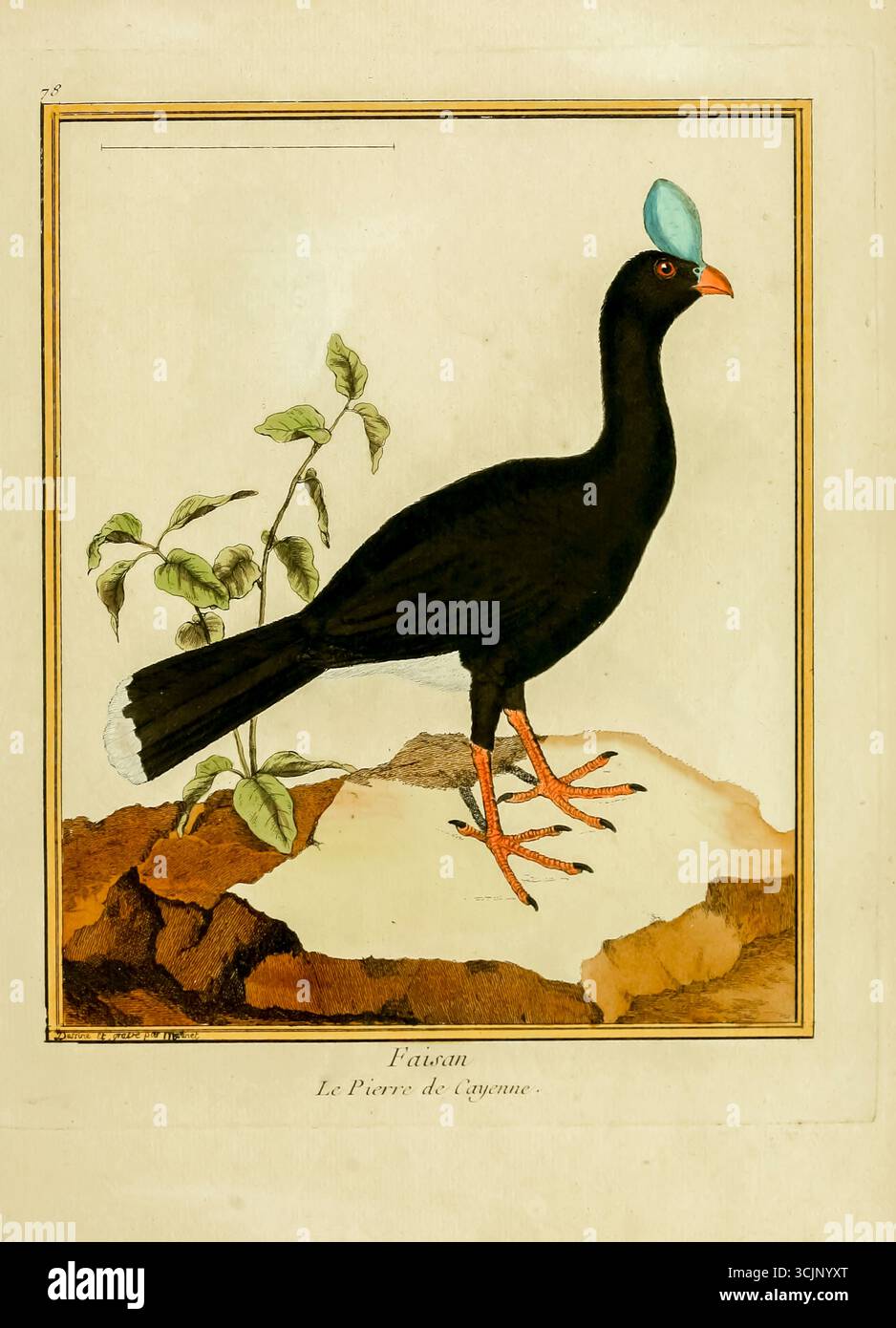 Fasan Faisan Le Pierre de Cayenne. Illustration aus dem Buch 'Planches enluminees D'histoire naturelle' Tomé 1 von Francois Nicolas Martinet, Louis-Jean-Marie Daubenton, Edme-Louis Daubenton, Georges-Louis Leclerc, Comte de Buffon veröffentlicht 1765 in Paris, Frankreich Stockfoto
