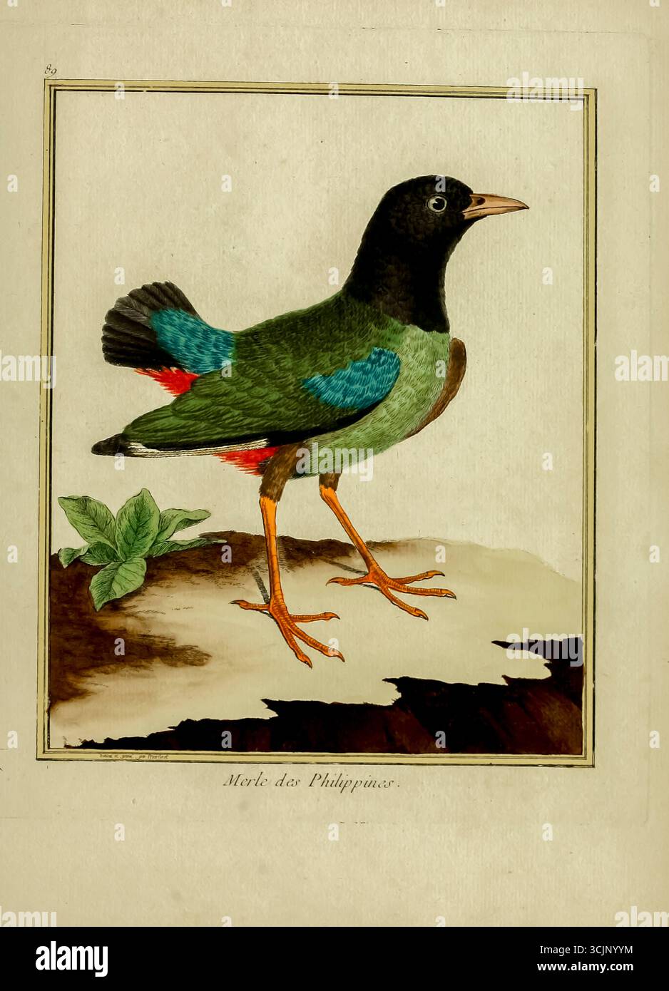 Philippinen Robin Merle des Philippines Illustration aus dem Buch „Planches enluminees D’histoire naturelle“ von Francois Nicolas Martinet, Louis-Jean-Marie Daubenton, Edme-Louis Daubenton, Georges-Louis Leclerc, Comte de Buffon, veröffentlicht 1765 in Paris, Frankreich Stockfoto
