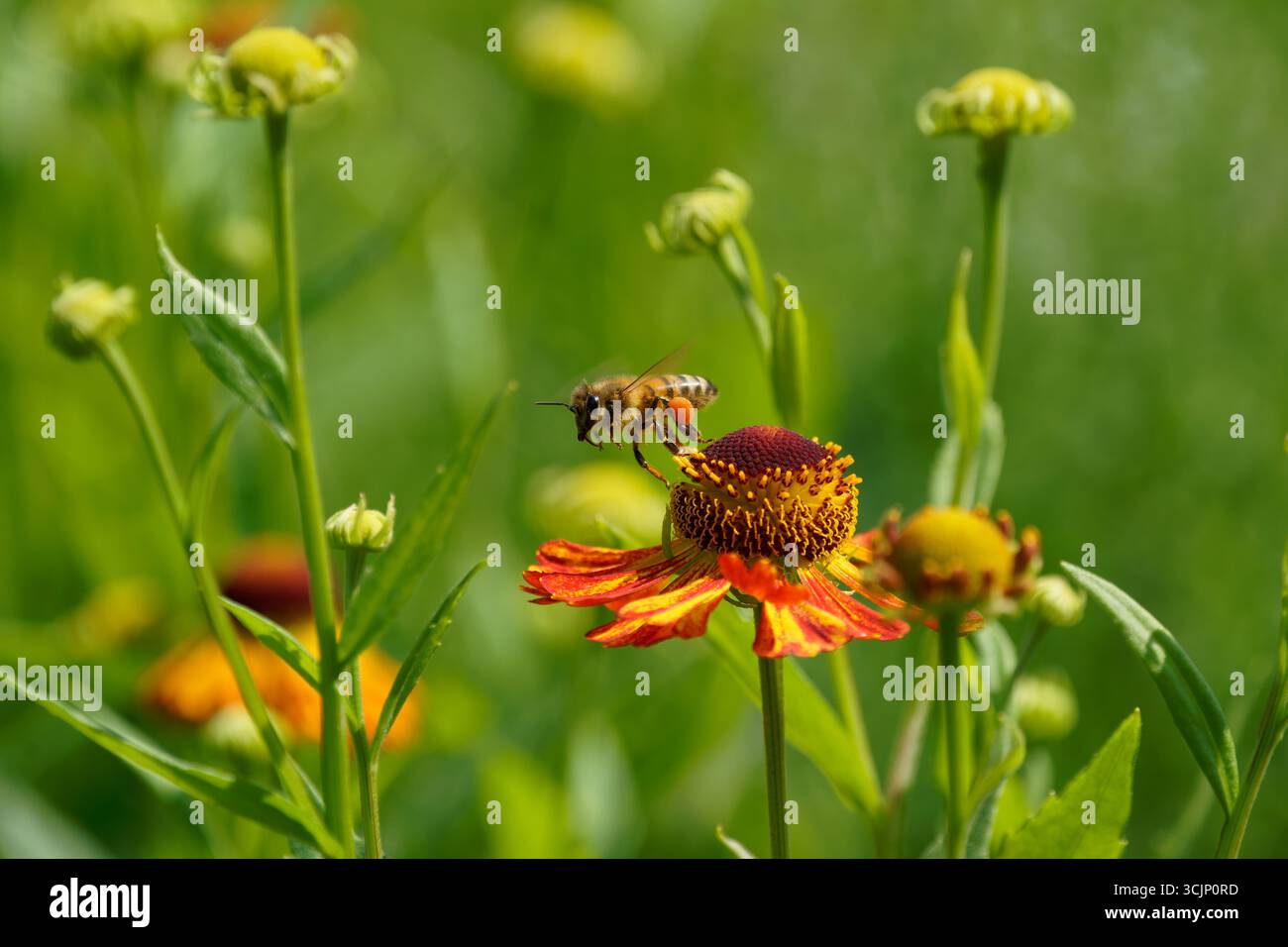 Westliche Honigbiene-APIs mellifera visting Niesweed-Helenium autumnale. Stockfoto