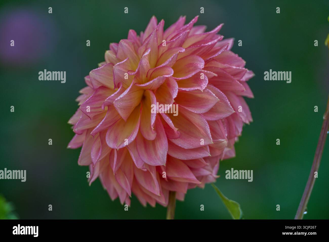 Üppige Dahlie Blume Nahaufnahme Stockfoto