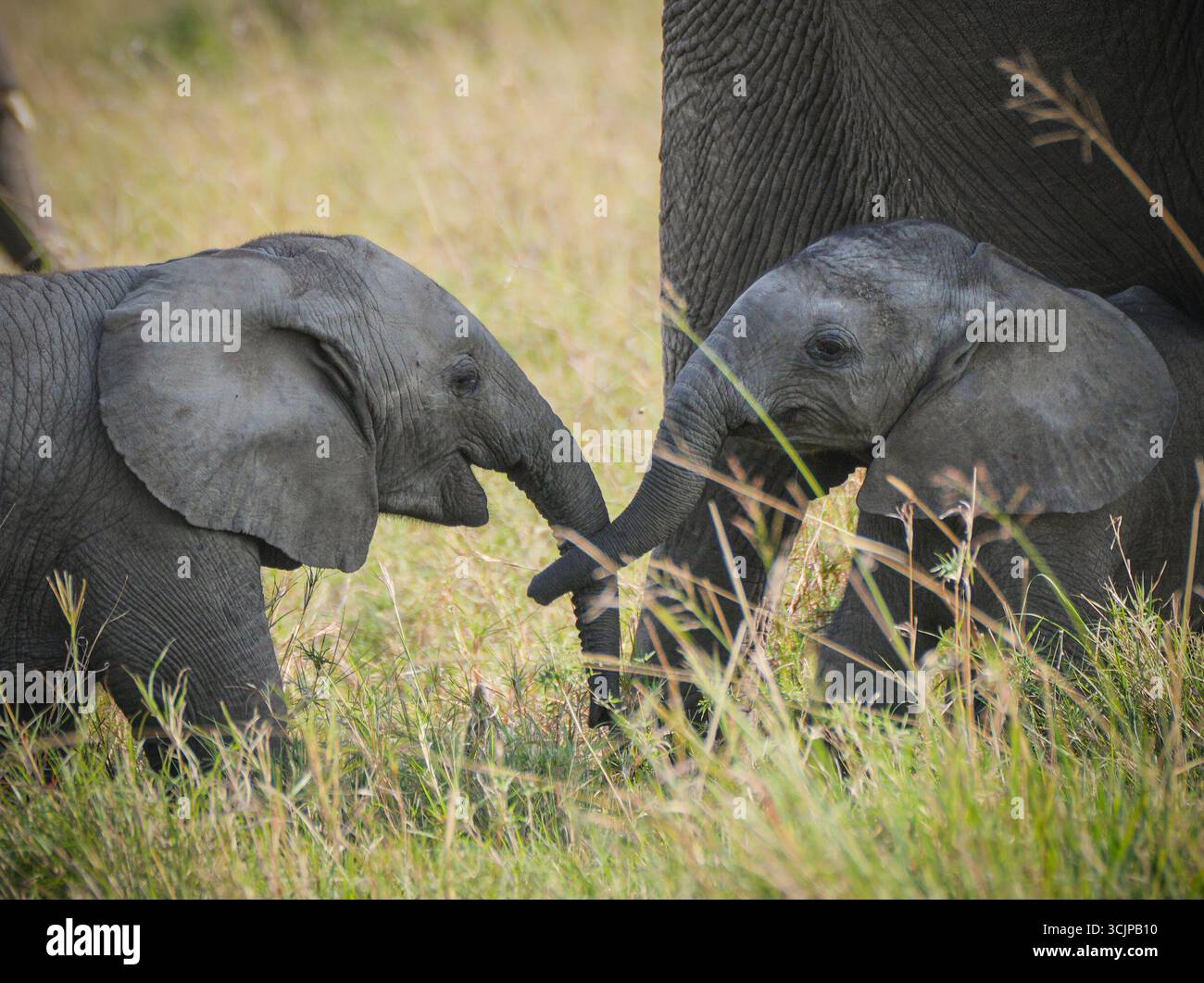 (250908) -- NAIROBI, 8. September 2025 (Xinhua) -- zwei Elefanten spielen am 7. September 2025 im Masai Mara National Reserve in Kenia. In Kenias südwestlicher Grafschaft Narok befindet sich das weltberühmte Masai Mara National Reserve, wo Touristen während der Hochtourismussaison des Landes von Juli bis Oktober die wilden Gnus beobachten. Doch jenseits der dramatischen Flussüberquerungen zeigen die Ebenen intime Familienbande und zarte Momente wie Elefanten, die ihre Jungen schützen, Löwen, die sich gegenseitig pflegen, und Warzenschweine, die mit Ferkeln. Zusammen zeigen diese Szenen die reichen d Stockfoto