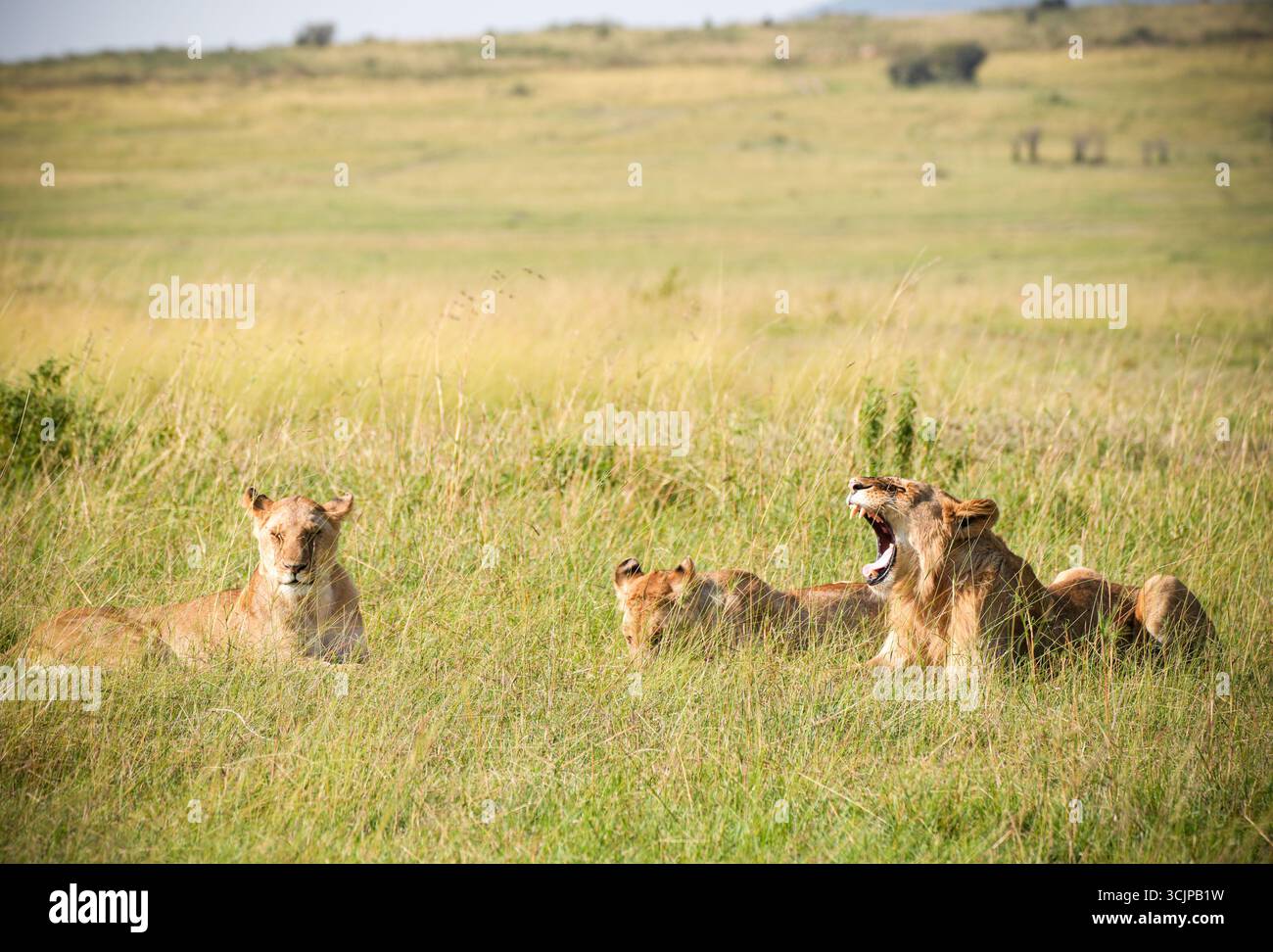 (250908) -- NAIROBI, 8. September 2025 (Xinhua) -- Löwen sind im Masai Mara National Reserve in Kenia am 7. September 2025 abgebildet. In Kenias südwestlicher Grafschaft Narok befindet sich das weltberühmte Masai Mara National Reserve, wo Touristen während der Hochtourismussaison des Landes von Juli bis Oktober die wilden Gnus beobachten. Doch jenseits der dramatischen Flussüberquerungen zeigen die Ebenen intime Familienbande und zarte Momente wie Elefanten, die ihre Jungen schützen, Löwen, die sich gegenseitig pflegen, und Warzenschweine, die mit Ferkeln. Zusammen zeigen diese Szenen die reichen Taucher Stockfoto