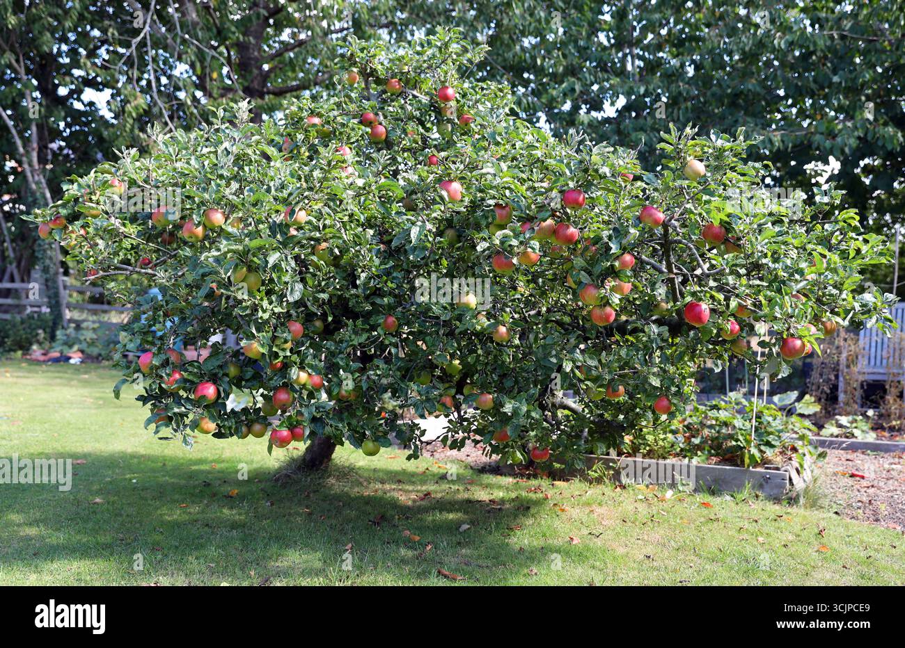 Ein reifer Apfelbaum in einem englischen Landgarten Stockfoto