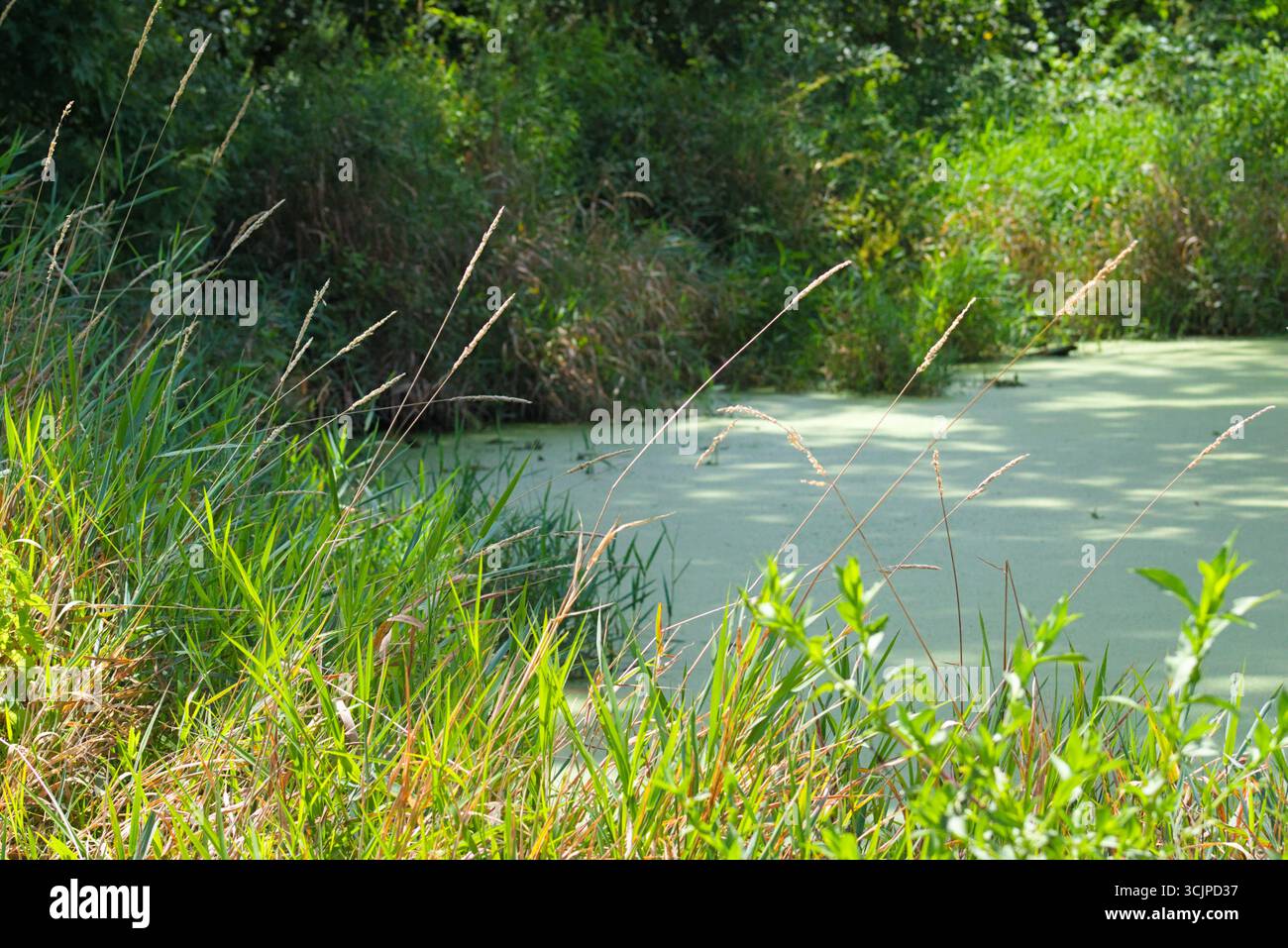 Ruhiger Süßwasserteich umgeben von üppigen Feuchtgräsern und Vegetation Stockfoto