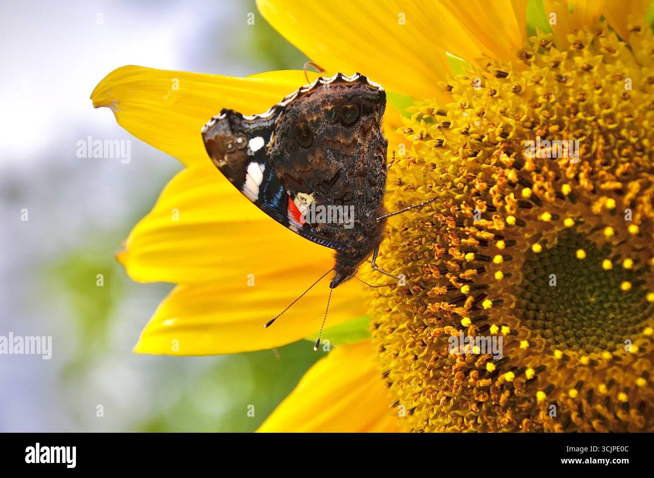 Schmetterling sucht Nektar von einer Sonnenblume. Stockfoto