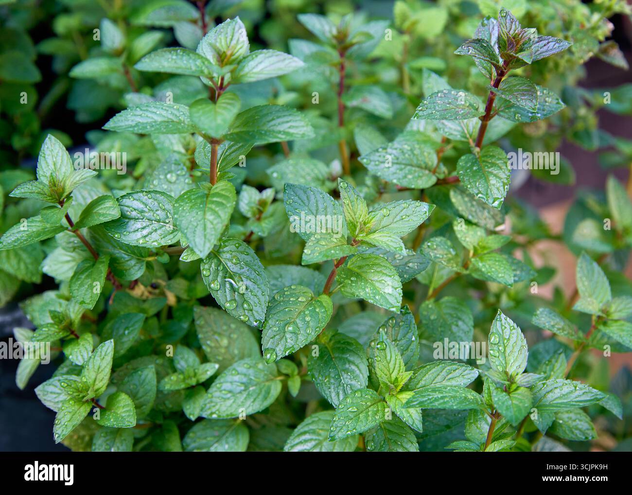 Aromatische Mentha piperita 'Chocolate Mint' Pflanze im Garten. Frische grüne aromatische Minze. Stockfoto