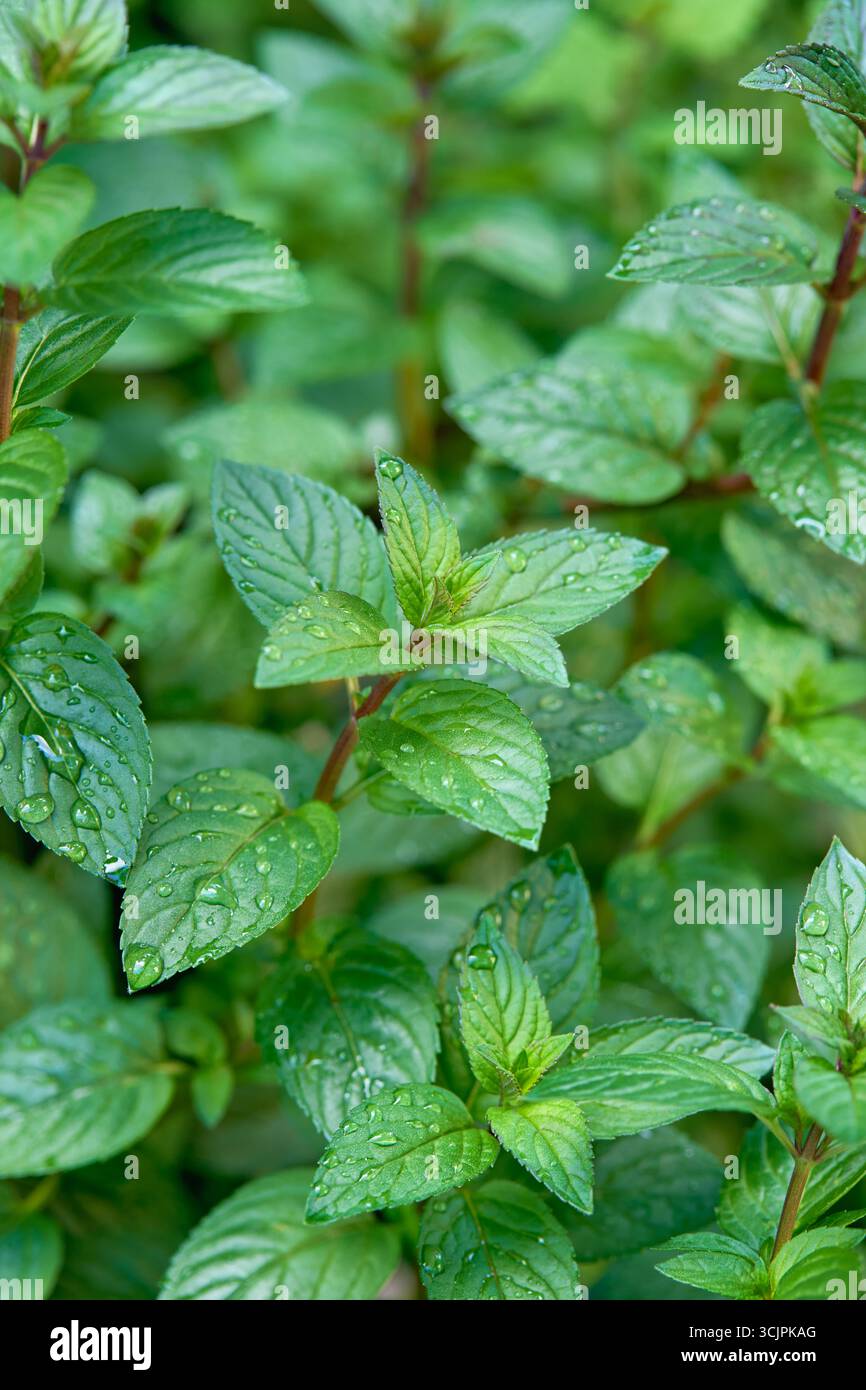 Aromatische Mentha piperita 'Chocolate Mint' Pflanze im Garten. Frische grüne aromatische Minze. Stockfoto